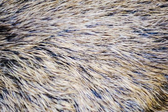 Wildschweinfell