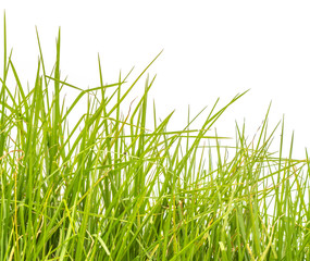 des herbes sur fond blanc