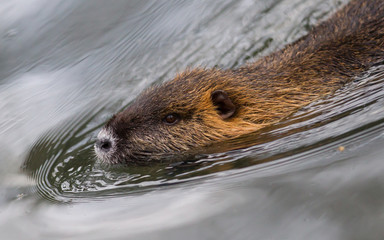 Myocastor coypus, single mammal