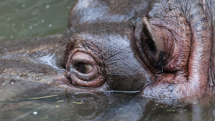 Close up shot of hippo's eye