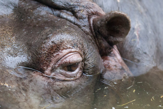 Close up shot of hippo's eye