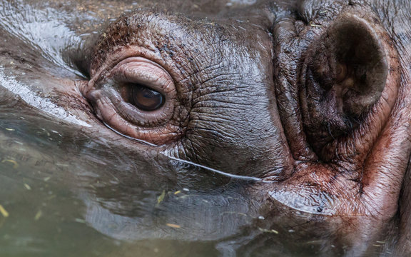 Close up shot of hippo's eye