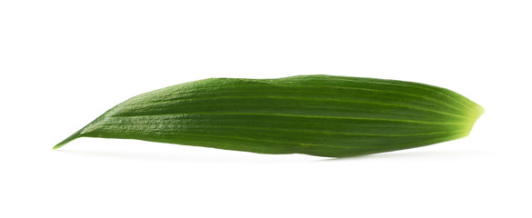 Fototapeta na wymiar Single green chrysanthemus leaf isolated