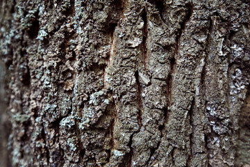 Closeup image of old tree bark texture