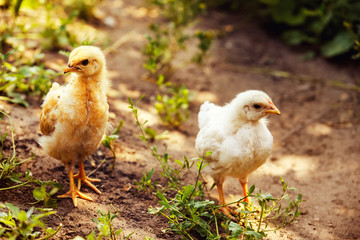 yellow and white chicken standing at summer rural  path