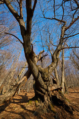 Fototapeta na wymiar Very large oak trees
