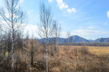 dry trees and dry grass senjogahara moor , Nikko in Japan
