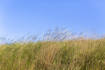 Grass Summer Countryside