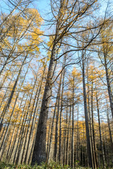 Obraz premium autumn landscape nikko in Japan