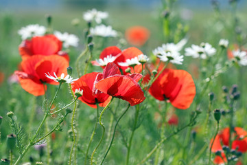 Obraz premium red poppies flower spring season