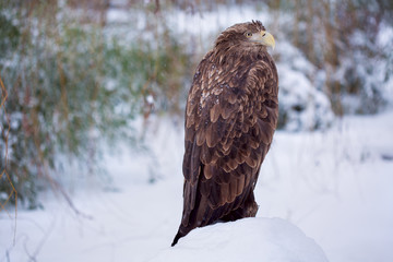 eagle in the winter