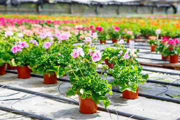 Cultivation of differen flowers in greenhouse