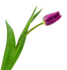  tulip flower isolated on white background cutout