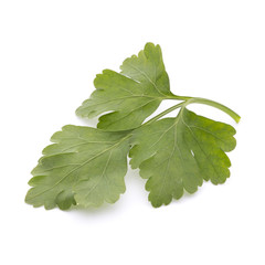 Parsley on the white background.
