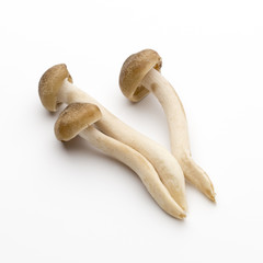 Mushroom on the isolated background.