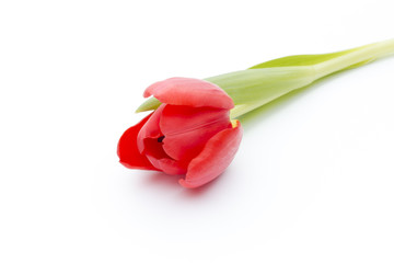 Tulips on the white background.