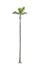 Palm on white background