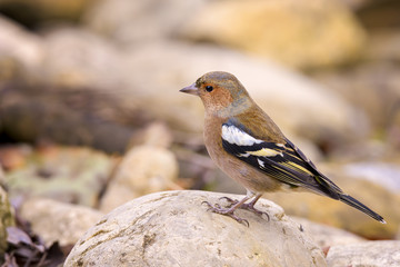 Chaffinch male in search of food among the rocks