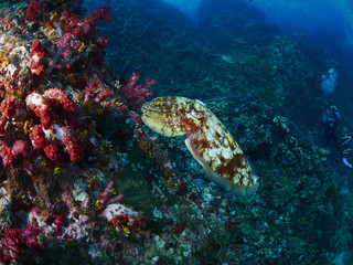 Fototapeta na wymiar Hooded Cuttlefish