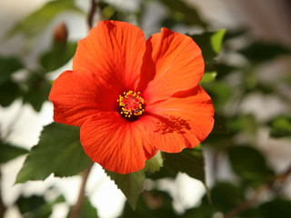 ハイビスカス　赤い花