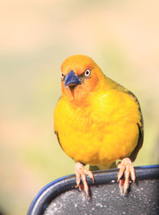 oiseau exotique jaune