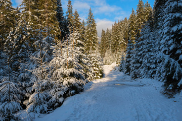 The road in the winter forest stretches into the distance throug