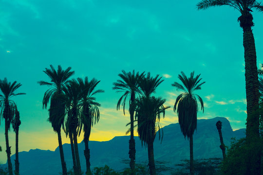 Green vintage sunset in desert. Palm trees against mountain