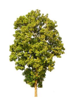 Iron wood tree , tropical tree in the northeast of Thailand