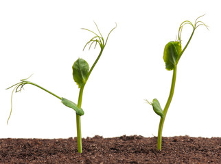 Young peas plants