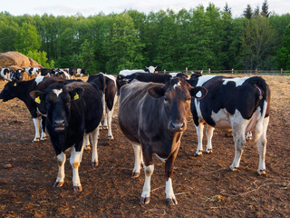 Cows At The Farm