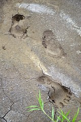 Footprint on the ground