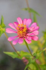 pink zinnia flower in garden