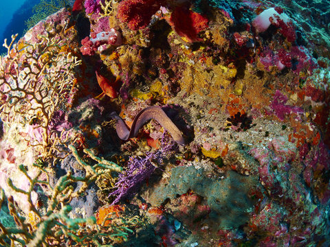 Greyface Moray and  Coral Grouper