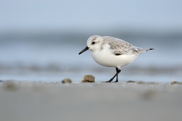 Sanderling (Calidris alba)