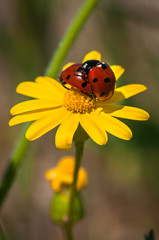 Ladybugs mating on a yellow flower in its natural environment 