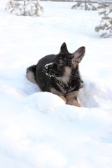 German shepherd puppy