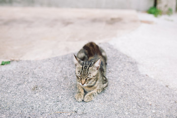 Tabby cat sitting on the street