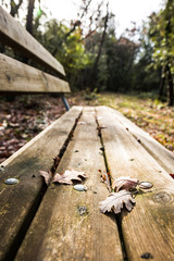 Foglie secche cadute