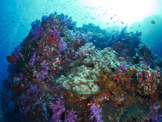 Plakat soft coral with diver