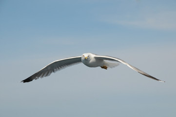 Seagulls flying in the sky