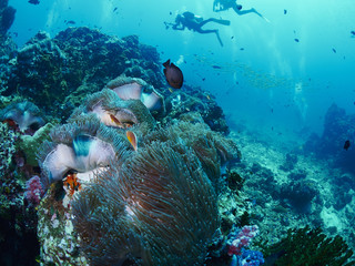 soft coral with diver