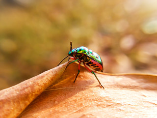 Ladybug on leaves dry background