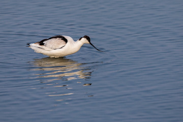 Pied Avoset (Recurvirostra avosetta) looking for food