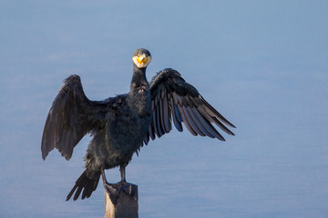 Great Cormorant (Phalacrocorax carbo) perching on wood