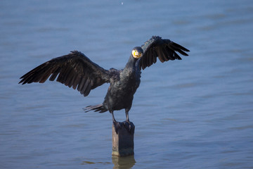 Great Cormorant (Phalacrocorax carbo) perching on wood