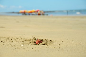 A close-up of a crab looking out of its hole at the beach in Bangladesh