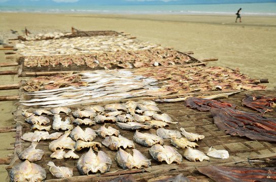 Several kind of fish is drying in the sun at the beach in Saint Martins island