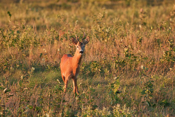 Roe deer (Capreolus capreolus)