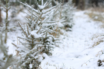 Small spruce covered snow in snowy tree nursery