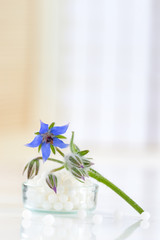 Bourrache Officinale